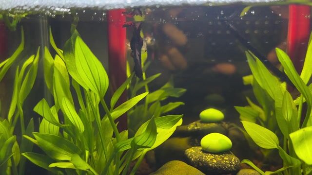 Cá Betta Halfmoon Koi red galaxy khỏe mạnh. Mua bán Thú cưng khác tại Thành phố Dĩ An Bình Dương được đăng bởi bi hình 1