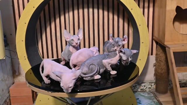 Mèo Sphynx bố mẹ phả wcf. Mua bán Mèo tại Quận 12 Tp Hồ Chí Minh được đăng bởi Minh Nguyen hình 1