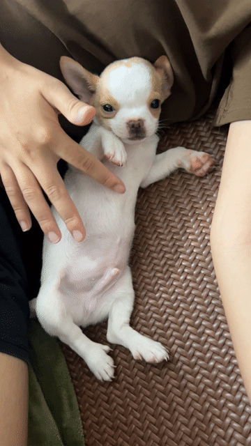 Chó Chihuahua nhỏ đực. Mua bán Chó tại Huyện Đông Anh Hà Nội được đăng bởi Nguyen hung hình 1