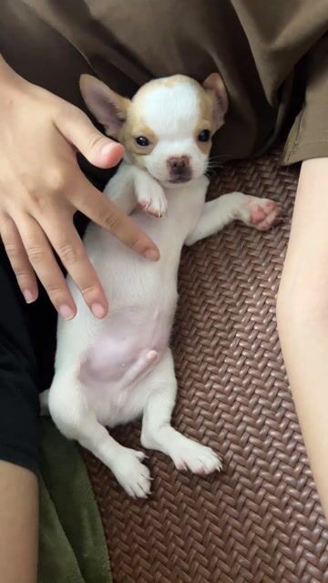 Chó Chihuahua nhỏ đực. Mua bán Chó tại Huyện Đông Anh Hà Nội được đăng bởi Nguyen hung hình 1