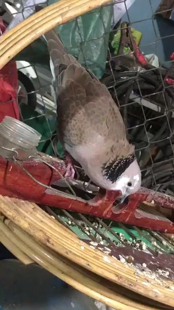 Chim cu gáy Nâu Khỏe mạnh. Mua bán Chim tại Huyện Bắc Tân Uyên Bình Dương được đăng bởi Huỳnh Quang hình 1