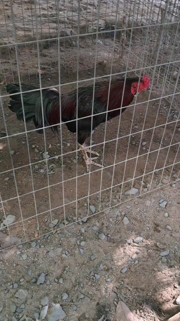 Que 3ki1. Mua bán Gà tại Huyện Châu Thành Tiền Giang được đăng bởi Trường hình 1