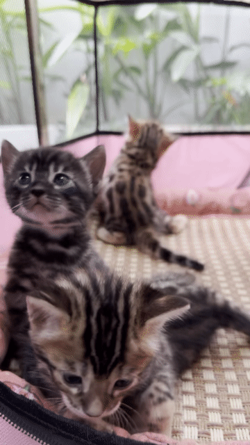 Mèo Bengal Ba Nga mẹ Việt. Mua bán Mèo tại Quận 7 Tp Hồ Chí Minh được đăng bởi PHẠM QUỐC LẬP hình 1