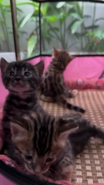 Mèo Bengal Ba Nga mẹ Việt. Mua bán Mèo tại Quận 7 Tp Hồ Chí Minh được đăng bởi PHẠM QUỐC LẬP hình 1