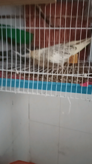 Vẹt Cockatiel Vàng Xám. Mua bán Chim tại Thành phố Thủ Đức Tp Hồ Chí Minh được đăng bởi trân thanh huy hình 1