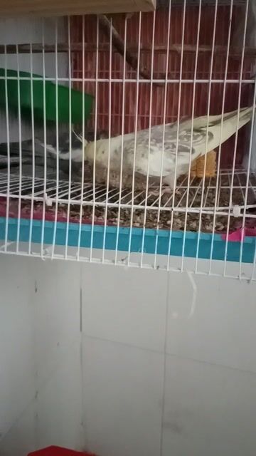 Vẹt Cockatiel Vàng Xám. Mua bán Chim tại Thành phố Thủ Đức Tp Hồ Chí Minh được đăng bởi trân thanh huy hình 1