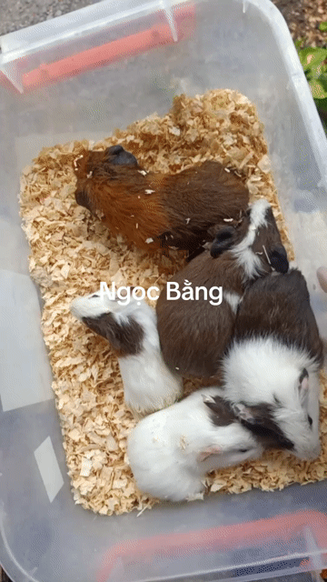 Bọ ú nhiều màu. Mua bán Thú cưng khác tại Thị xã Tân Uyên Bình Dương được đăng bởi Ngọc Bằng hình 1
