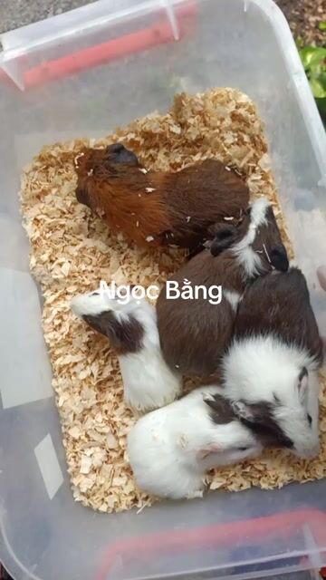 Bọ ú nhiều màu. Mua bán Thú cưng khác tại Thị xã Tân Uyên Bình Dương được đăng bởi Ngọc Bằng hình 1