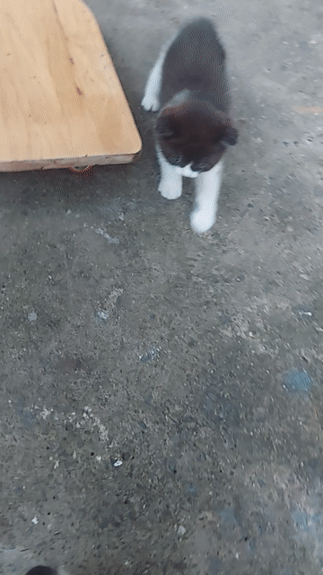 mèo aln bicolo. Mua bán Mèo tại Thành phố Dĩ An Bình Dương được đăng bởi Thích đủ Thứ  hình 1