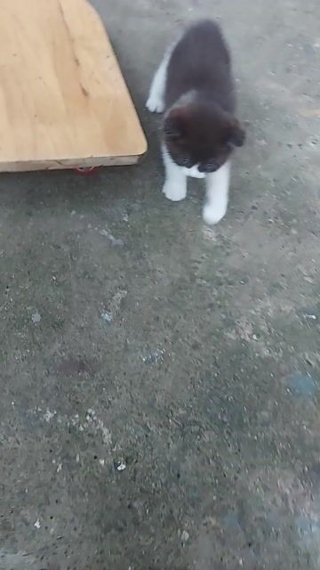 mèo aln bicolo. Mua bán Mèo tại Thành phố Dĩ An Bình Dương được đăng bởi Thích đủ Thứ  hình 1