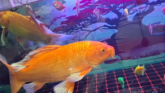 Cá cảnh phi tần vàng cam 30cm. Mua bán Thú cưng khác tại Quận Thanh Xuân Hà Nội được đăng bởi nguyễn minh hình 1