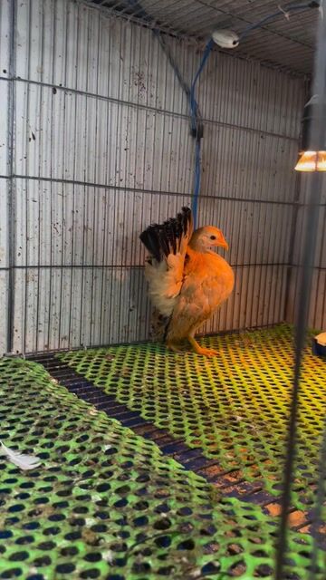 Gà Serama Đen trắng 3 con. Mua bán Gà tại Huyện Cần Đước Long An được đăng bởi Trung Vinh hình 1