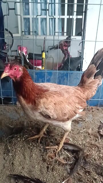 Gà mái 2.3kg màu vàng,khét. Mua bán Gà tại Huyện Định Quán Đồng Nai được đăng bởi Phú phủ phàng hình 1