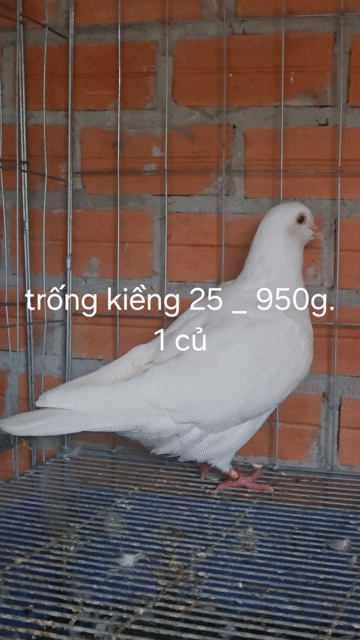 Bay vài cặp bc gà loại 1 900g - 1kg. Mua bán Chim tại Huyện Dương Minh Châu Tây Ninh được đăng bởi Minh Phát hình 1