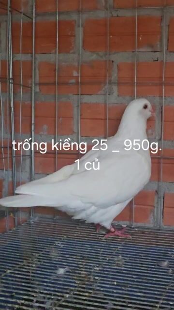 Bay vài cặp bc gà loại 1 900g - 1kg. Mua bán Chim tại Huyện Dương Minh Châu Tây Ninh được đăng bởi Minh Phát hình 1
