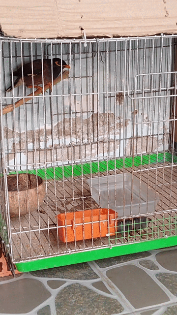 Chim sáo Nâu. Mua bán Chim tại Quận 8 Tp Hồ Chí Minh được đăng bởi MR T hình 1