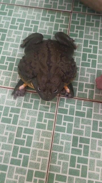 Bán ếch bull frog. Mua bán Thú cưng khác tại Thành phố Long Khánh Đồng Nai được đăng bởi Tâm Đình hình 1