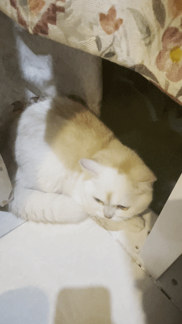 mèo anh lông ngắn. Mua bán Mèo tại Quận 5 Tp Hồ Chí Minh được đăng bởi Phạm Ngọc Minh Thư hình 1