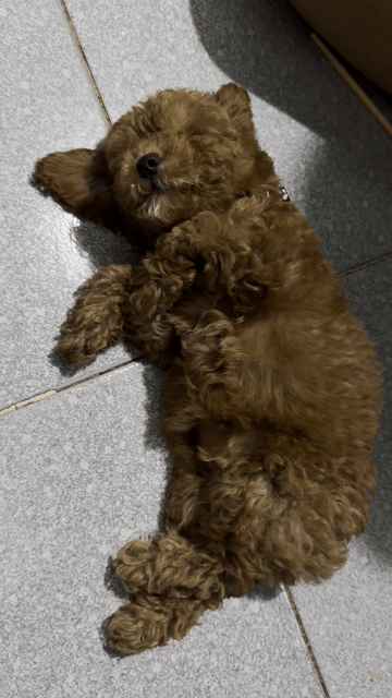 Chó Poodle đực 3 tháng 2 mũi. Mua bán Chó tại Thành phố Thuận An Bình Dương được đăng bởi Yến Nhi Trần Thị hình 1