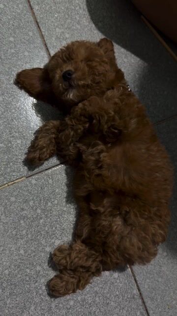Chó Poodle đực 3 tháng 2 mũi. Mua bán Chó tại Thành phố Thuận An Bình Dương được đăng bởi Yến Nhi Trần Thị hình 1