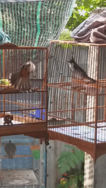 Chim chào mào gần 2 mùa. Mua bán Chim tại Huyện Nhơn Trạch Đồng Nai được đăng bởi kaka hình 1