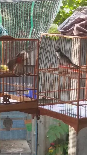 Chim chào mào gần 2 mùa. Mua bán Chim tại Huyện Nhơn Trạch Đồng Nai được đăng bởi kaka hình 1