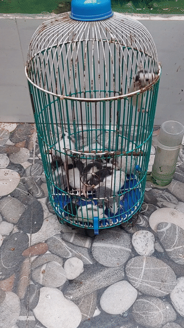 DUMBO RAT NON TẠI BIÊN HÒA. Mua bán Thú cưng khác tại Thành phố Biên Hòa Đồng Nai được đăng bởi Vũ Khánh Duy hình 1
