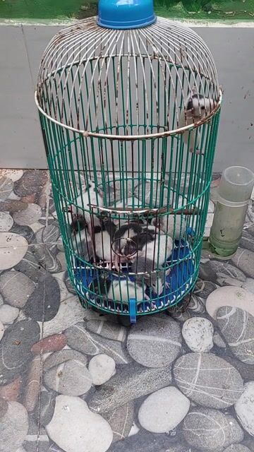 DUMBO RAT NON TẠI BIÊN HÒA. Mua bán Thú cưng khác tại Thành phố Biên Hòa Đồng Nai được đăng bởi Vũ Khánh Duy hình 1
