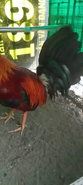 Gà chọi Đực Đỏ 1.68kg. Mua bán Gà tại Quận 3 Tp Hồ Chí Minh được đăng bởi Phạm Cúc hình 1