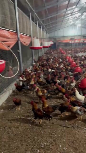 Gà tre lai thả vườn, 1.5kg trống, 1kg mái. Mua bán Gà tại Thị xã Gò Công Tiền Giang được đăng bởi Trại gà Gò Công hình 1