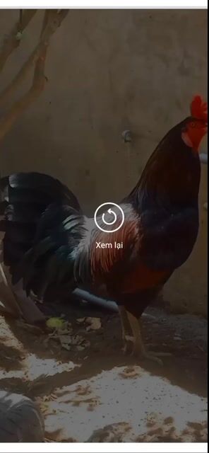 Xanh SilMỷ dòng Hatch 3kg5. Mua bán Gà tại Thành phố Châu Đốc An Giang được đăng bởi Hoàng phuc hình 1