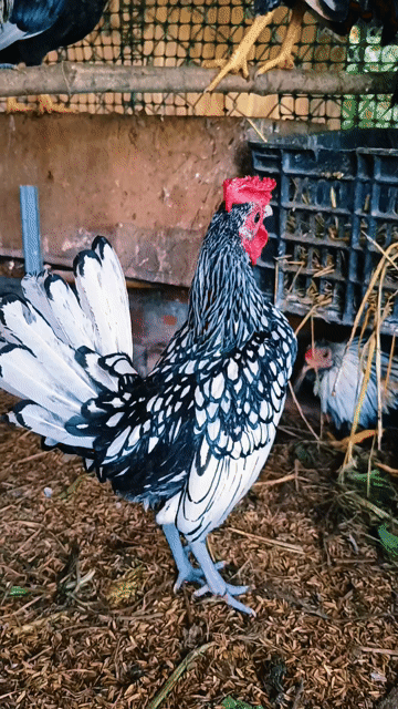 Gà trống vảy cá bạc đực tơ. Mua bán Gà tại Thành phố Long Xuyên An Giang được đăng bởi Tuấn hình 1