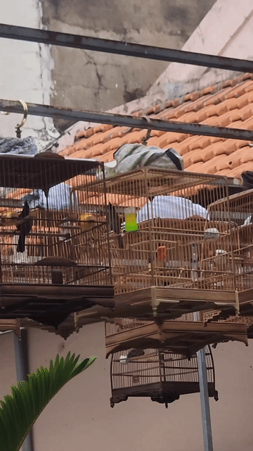 Chim chào mào 3 tháng đã chịu giàn. Mua bán Chim tại Quận Tân Phú Tp Hồ Chí Minh được đăng bởi Sơn hình 1