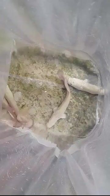 Cá hải tượng long trắng ngọc trinh. Mua bán Thú cưng khác tại Quận 12 Tp Hồ Chí Minh được đăng bởi hải tượng long giá rẻ hình 1