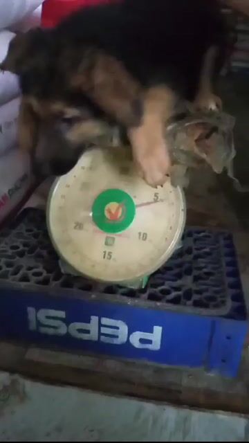Chó Becgie 7kg Đực Cái đã tiêm. Mua bán Chó tại Huyện Bình Chánh Tp Hồ Chí Minh được đăng bởi Trường Bùi nguyên hình 1