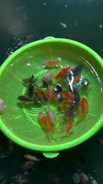 Cá vàng Oranda Đa màu 2.5+. Mua bán Thú cưng khác tại Huyện Hóc Môn Tp Hồ Chí Minh được đăng bởi Tiệm Nhà Cá Vàng  hình 1