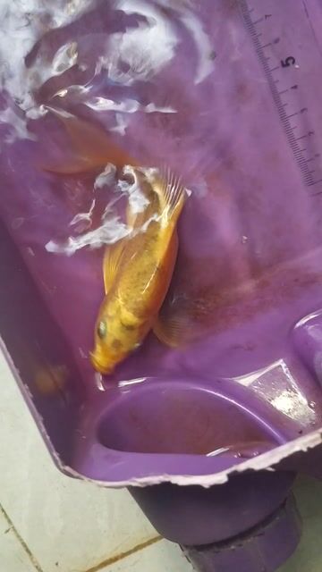 Cá cảnh Phi tần cửu cáp 12cm Đỏ vàng. Mua bán Thú cưng khác tại Huyện Đan Phượng Hà Nội được đăng bởi pbac hình 1