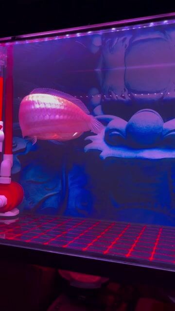 Cá cảnh Ngân Long Albino. Mua bán Thú cưng khác tại Quận Tân Phú Tp Hồ Chí Minh được đăng bởi Nguyễn Ngoãn hình 1