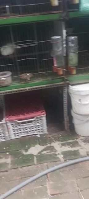 Chim cu gáy tơ Trắng, hoa vân. Mua bán Chim tại Huyện Đức Hòa Long An được đăng bởi Chấn Cầu  hình 1