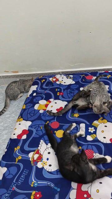 Mèo con 3 tháng. Mua bán Mèo tại Huyện Xuyên Mộc Bà Rịa - Vũng Tàu được đăng bởi tài hình 1