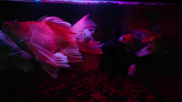 Cá chép sư tử 15cm - 3x cm. Mua bán Thú cưng khác tại Huyện Trảng Bom Đồng Nai được đăng bởi khang hình 1