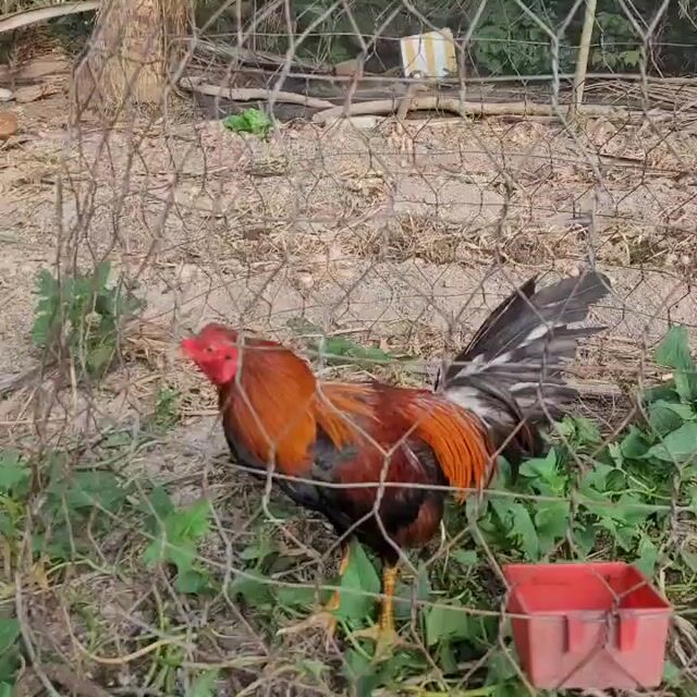 Gà chọi trống gà tơ. Mua bán Gà tại Huyện Châu Thành Sóc Trăng được đăng bởi Ông Nhà hình 1