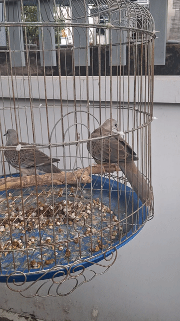 Cặp chim cu gáy thái việt. Mua bán Chim tại Thành phố Thủ Đức Tp Hồ Chí Minh được đăng bởi Nguyễn Minh Phi hình 1