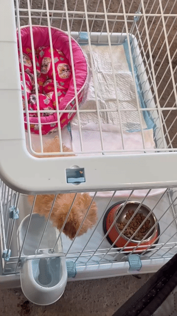 Chó Poodle Nâu vàng like chó bichon cả lồng. Mua bán Chó tại Thành phố Biên Hòa Đồng Nai được đăng bởi Huynh Tien hình 1