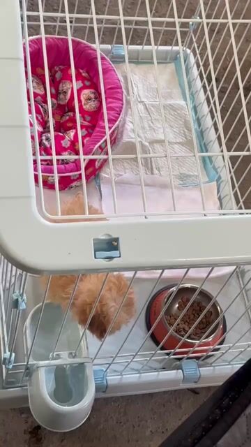 Chó Poodle Nâu vàng like chó bichon cả lồng. Mua bán Chó tại Thành phố Biên Hòa Đồng Nai được đăng bởi Huynh Tien hình 1