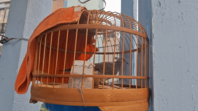 Chim Cu gáy Nâu xám Khỏe mạnh. Mua bán Chim tại Quận 3 Tp Hồ Chí Minh được đăng bởi Đặng thanh tuấn hình 1