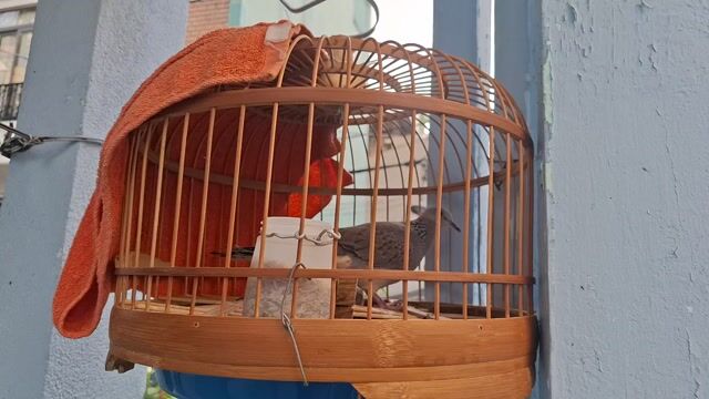 Chim Cu gáy Nâu xám Khỏe mạnh. Mua bán Chim tại Quận 3 Tp Hồ Chí Minh được đăng bởi Đặng thanh tuấn hình 1