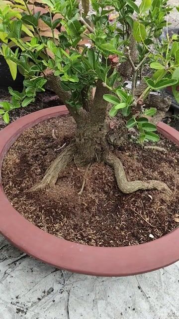Cây si rô có trái chậu lớn. Mua bán Cây cảnh, đồ trang trí tại Huyện Gò Dầu Tây Ninh được đăng bởi Dương hình 1