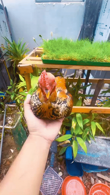 chuối cam. Mua bán Gà tại Quận Liên Chiểu Đà Nẵng được đăng bởi Tèo hình 1