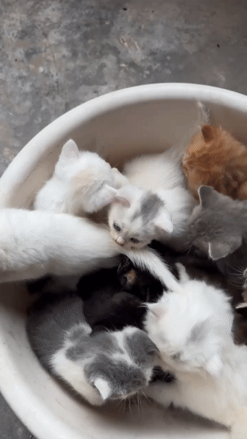 Mèo con Đực và cái. Mua bán Mèo tại Quận Hà Đông Hà Nội được đăng bởi Việt hình 1